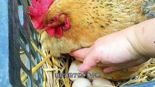 母鸡孵蛋视频,见证生命的诞生