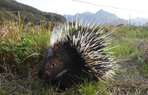 豪猪陷阱视频,一场惊心动魄的生存挑战